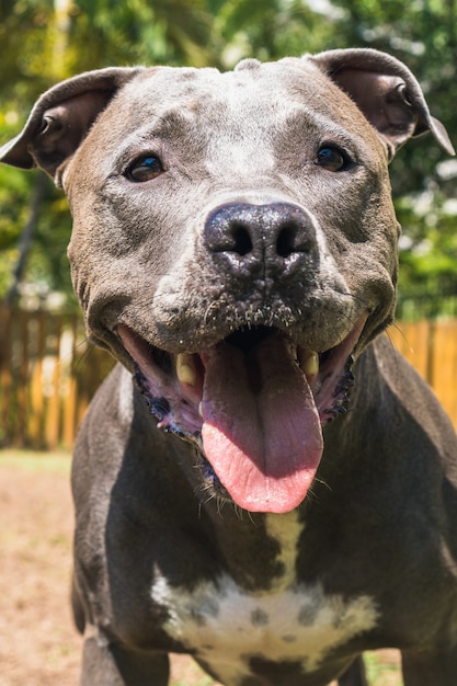 Pit bull pies bawi się w parku. Zielona trawa, brudna podłoga i drewniane kołki dookoła. Selektywne skupienie.