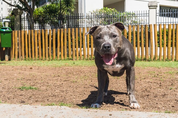 Pit bull pies bawi się w parku. Zielona trawa, brudna podłoga i drewniane kołki dookoła. Selektywne skupienie.