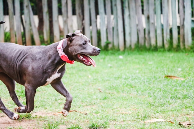 Pit Bull Pies Bawi Się W Parku. Zielona Trawa, Brudna Podłoga I Drewniane Kołki Dookoła. Selektywne Skupienie.