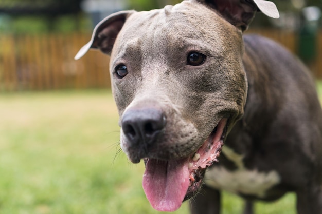 Pit bull pies bawi się w parku. Zielona trawa, brudna podłoga i drewniane kołki dookoła. Selektywne skupienie.