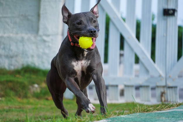 Pit bull pies bawiący się piłką w ogrodzie domu