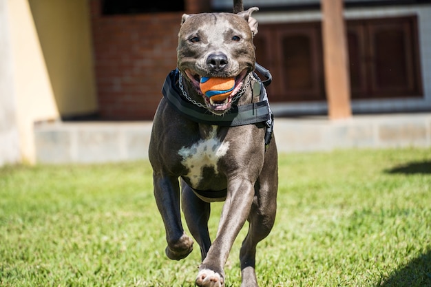 Pit bull pies bawiący się w ogrodzie domu. Bieganie i łapanie piłki. Słoneczny dzień.