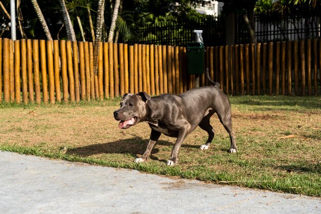 Pit bull pies bawiący się w parku Zielona trawa i drewniane kołki dookoła Selektywne skupienie