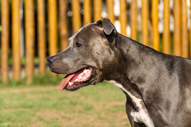 Pit bull pies bawiący się w parku Zielona trawa i drewniane kołki dookoła Sunset Blue nose Selektywne skupienie