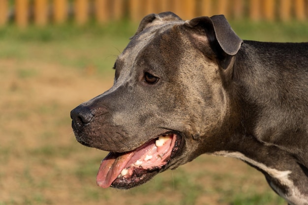 Pit bull pies bawiący się w parku Zielona trawa i drewniane kołki dookoła Sunset Pit bull niebieski nos Selektywne skupienie