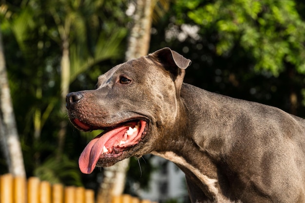 Pit bull pies bawiący się w parku Zielona trawa i drewniane kołki dookoła Sunset Pit bull niebieski nos Selektywne skupienie