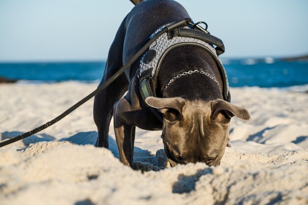 Pit bull pies gra na plaży o zachodzie słońca. Ciesząc się piaskiem i morzem w słoneczny dzień.