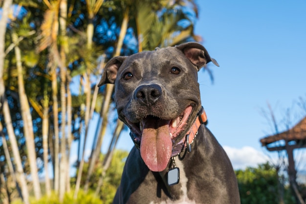 Pit Bull Pies Grając W Otwartym Polu O Zachodzie Słońca. Pitbull Niebieski Nos W Słoneczny Dzień Z Zieloną Trawą I Pięknym Widokiem W Tle. Selektywne Skupienie.