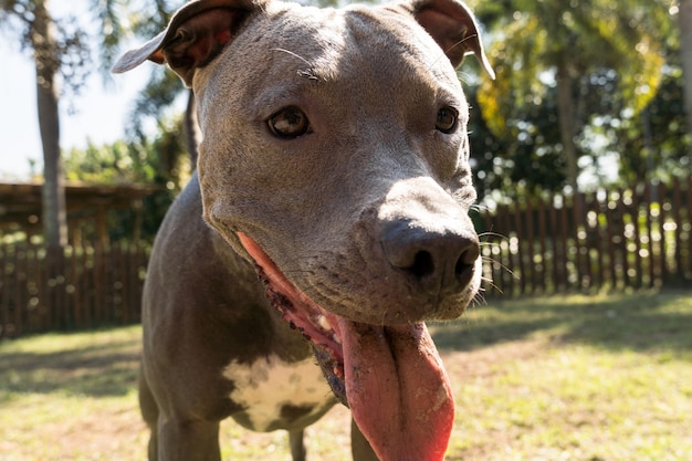 Pit bull pies grając w parku o zachodzie słońca. Park z zieloną trawą i drewnianym ogrodzeniem.