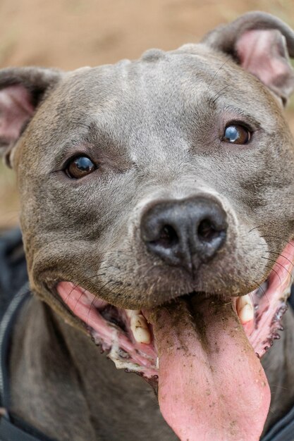 Pit bull pies grając w parku o zachodzie słońca. Park z zieloną trawą i drewnianym ogrodzeniem.