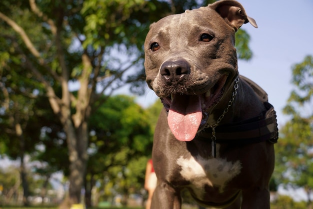 Pit Bull Pies Grając W Parku O Zachodzie Słońca. Pitbull Niebieski Nos W Słoneczny Dzień I Na Otwartej Przestrzeni Z Dużą Ilością Przyrody.