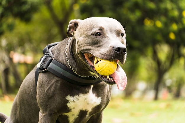 Pit bull pies gry i zabawy w parku. Pochmurny dzień. Selektywne skupienie.