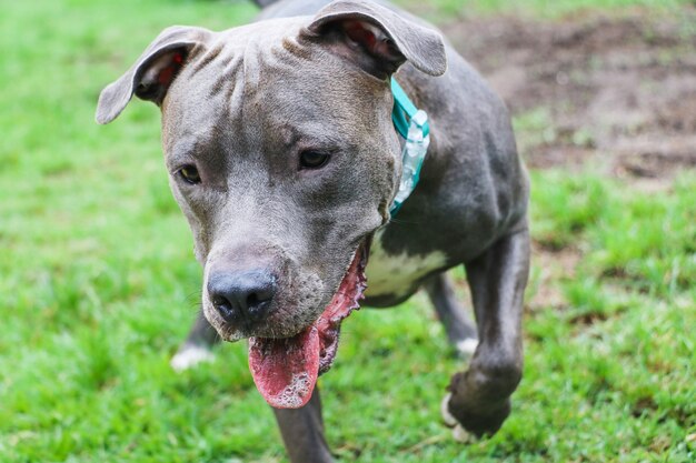 Pit bull pies gry i zabawy w parku. Selektywne skupienie.