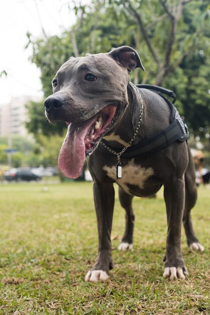 Pit Bull Pies Gry I Zabawy W Parku. Selektywne Skupienie.