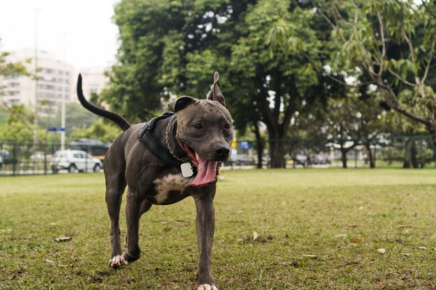 Pit bull pies gry i zabawy w parku. Selektywne skupienie.