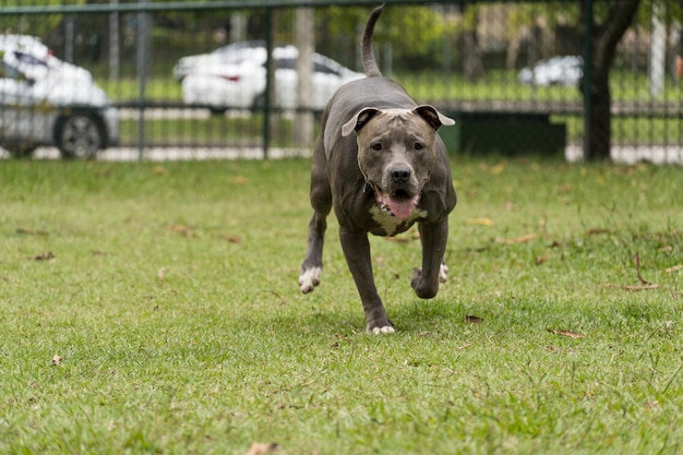 Pit bull pies gry i zabawy w parku. Selektywne skupienie.