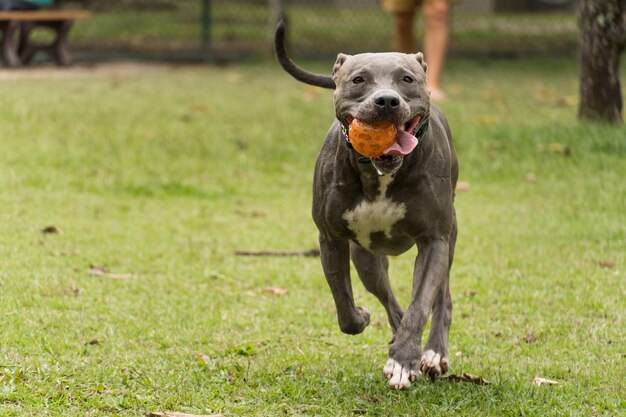 Pit bull pies gry i zabawy w parku. Selektywne skupienie.