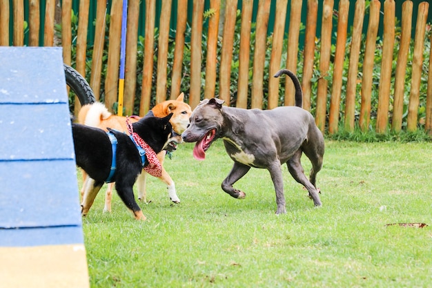 Pit bull pies i inne szczenięta bawiące się i bawiące w parku. Selektywne skupienie.