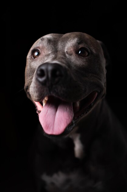 Pit bull pies niebieski nos samodzielnie na ciemnym tle Słabe oświetlenie Selective focus