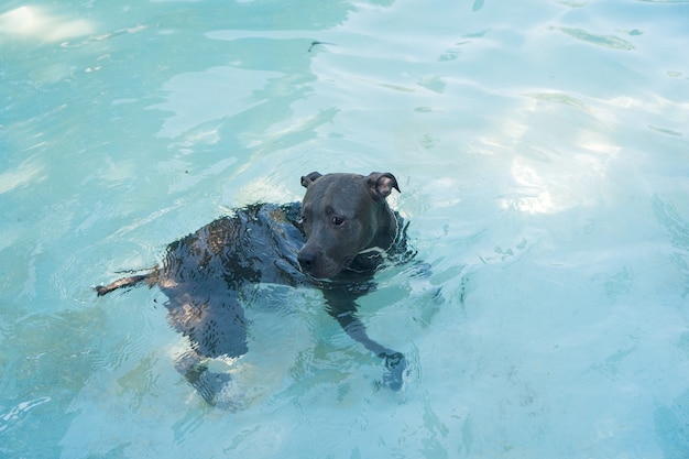 Pit Bull Pies Pływający W Basenie W Parku. Słoneczny Dzień W Rio De Janeiro.