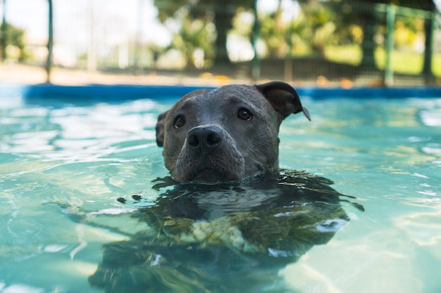 Pit bull pies pływający w basenie w parku. Słoneczny dzień w Rio de Janeiro.