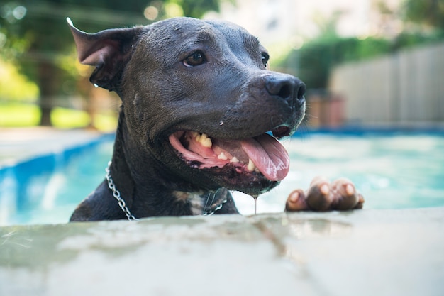 Pit bull pies pływający w basenie w parku. Słoneczny dzień w Rio de Janeiro.