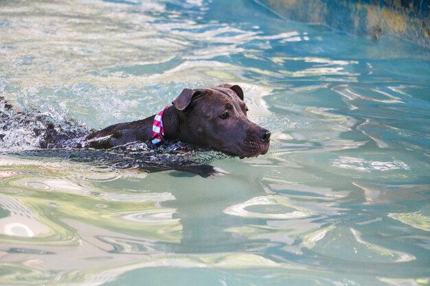 Pit bull pies pływający w basenie w parku. Słoneczny dzień w Rio de Janeiro.