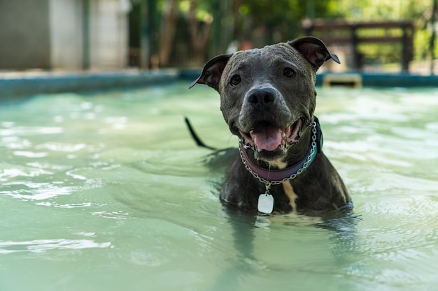 Pit bull pies pływający w basenie w parku Słoneczny dzień