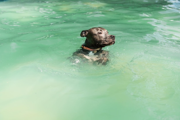 Pit bull pies pływający w basenie w parku Słoneczny dzień