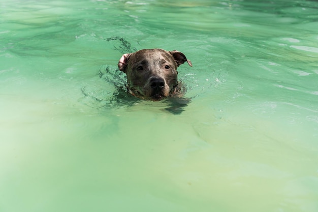 Zdjęcie pit bull pies pływający w basenie w parku słoneczny dzień