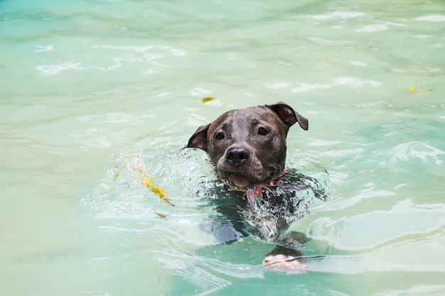 Pit bull pies pływanie w basenie w słoneczny dzień.