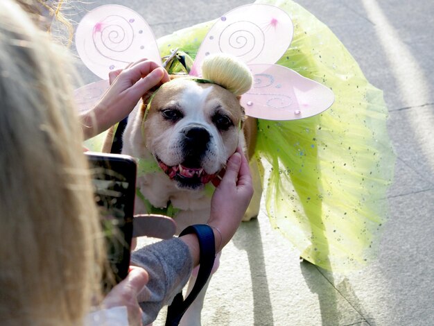 Pit bull pies przebrany za motyla Ręce właścicieli prostują garnitur