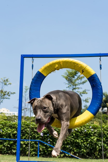 Pit bull pies skaczący przez oponę, ćwiczący zwinność i bawiący się w psim parku. Miejsce dla psa z zabawkami, takimi jak rampa i przeszkodami do ćwiczeń.