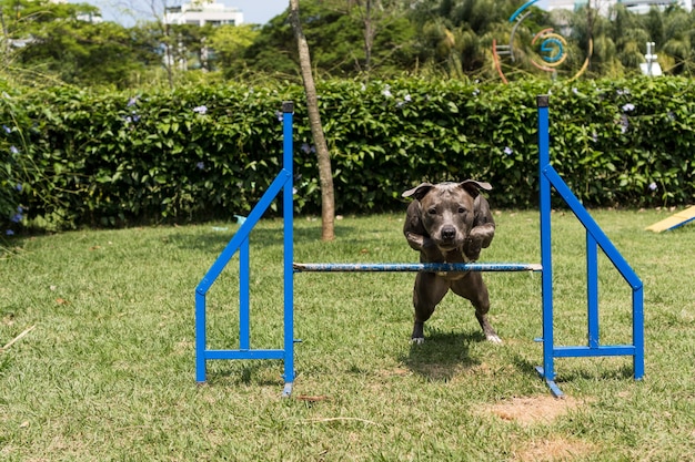 Pit Bull Pies Skaczący Przez Przeszkody, ćwicząc Zwinność I Bawiąc Się W Psim Parku. Miejsce Dla Psa Z Zabawkami, Takimi Jak Rampa I Opona, Aby Mógł ćwiczyć.