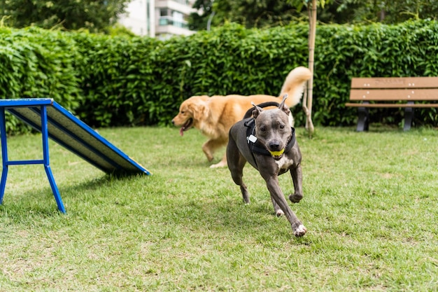 Pit Bull Pies Skaczący Przez Przeszkody, ćwiczący Zwinność I Bawiący Się W Psim Parku Miejsce Dla Psa Z Zabawkami, Takimi Jak Rampa I Opona, Aby Mógł ćwiczyć