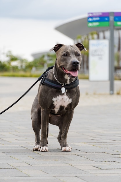 Pit bull pies spaceru w parku Barra da Tijuca, Rio de Janeiro. Podłoga cementowa, wokół kilka sal gimnastycznych i drzew. Pochmurny dzień. Selektywne skupienie.