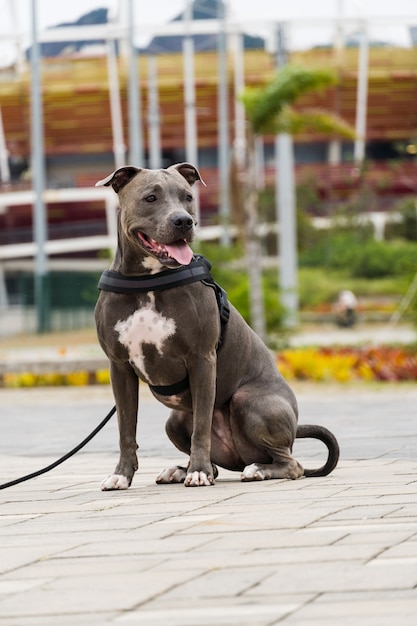 Pit bull pies spaceru w parku Barra da Tijuca, Rio de Janeiro. Podłoga cementowa, wokół kilka sal gimnastycznych i drzew. Pochmurny dzień. Selektywne skupienie.