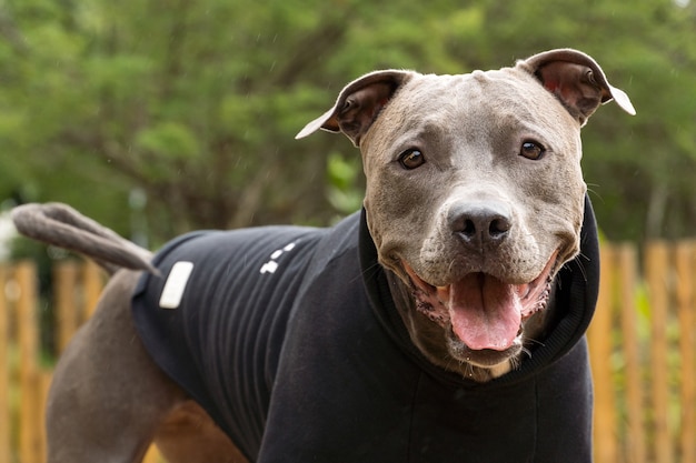 Pit bull pies w czarnej bluzie bawi się w parku w zimny dzień.