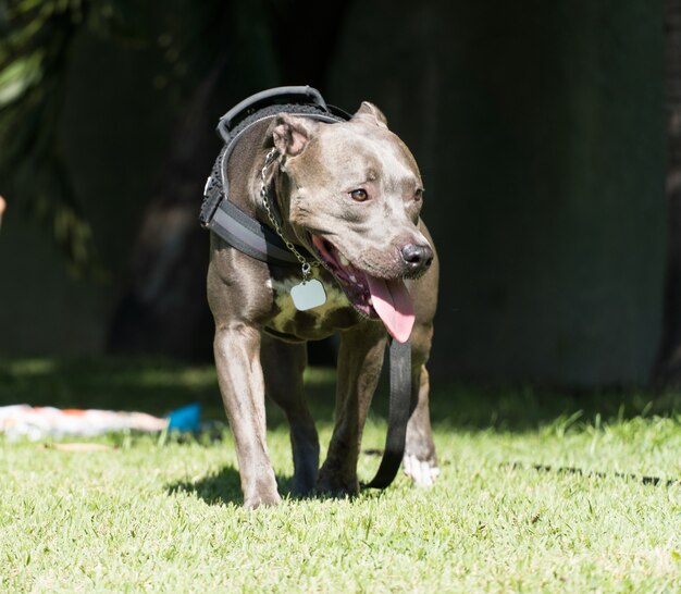 Pit Bull Pies W Parku Z Zieloną Trawą.