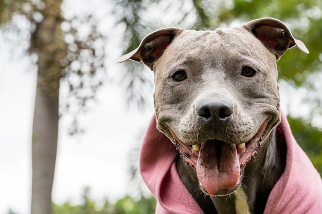 Pit bull pies w różowej bluzie bawi się w parku w zimny dzień.