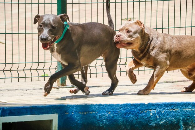 Pit bull psy bawiące się w basenie w słoneczny dzień.