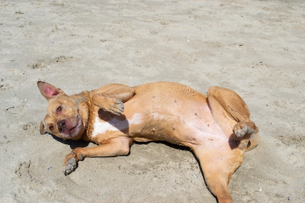 Pit bull shiba inu mix bawi się w piasku i pływa na plaży dla psów