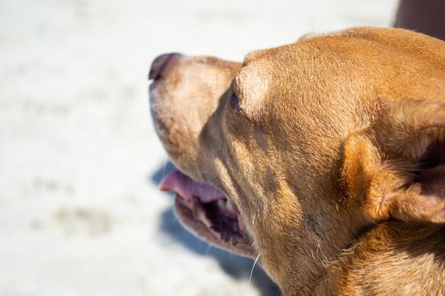 Pit bull shiba inu mix bawi się w piasku i pływa na plaży dla psów