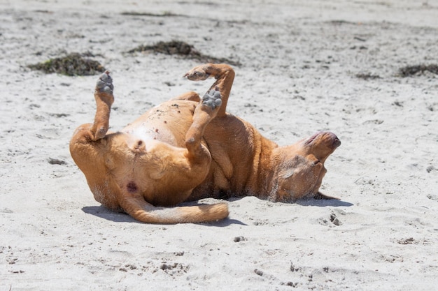 Pit bull shiba inu mix grający na psiej plaży