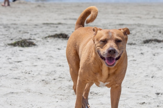 Pit Bull Shiba Inu Mix Grający Na Psiej Plaży