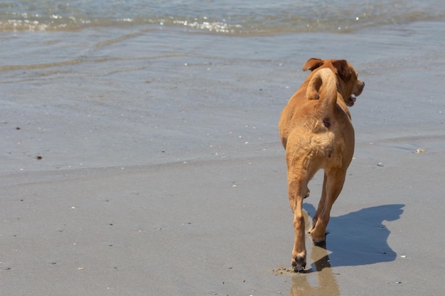 Pit bull shiba inu mix grający na psiej plaży