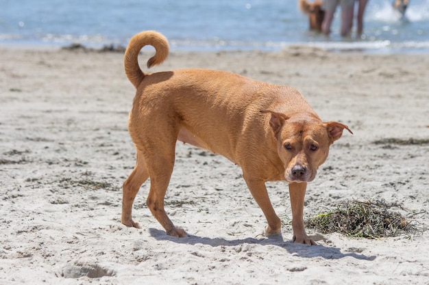 Pit bull shiba inu mix grający na psiej plaży