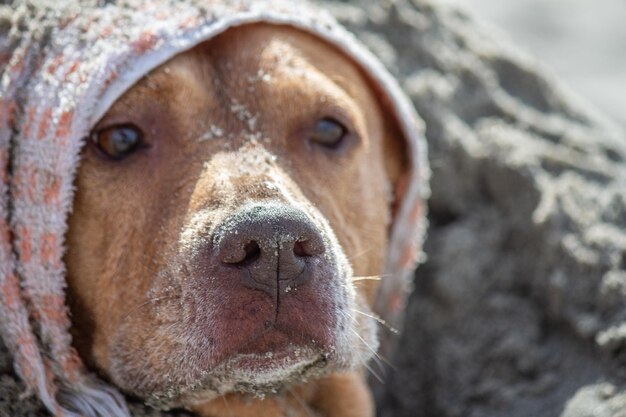 Pit bull shiba inu mix grający na psiej plaży