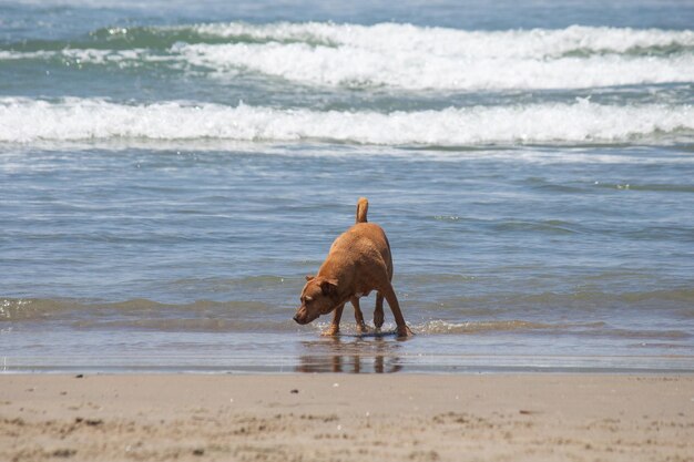 Pit bull shiba inu mix grający na psiej plaży