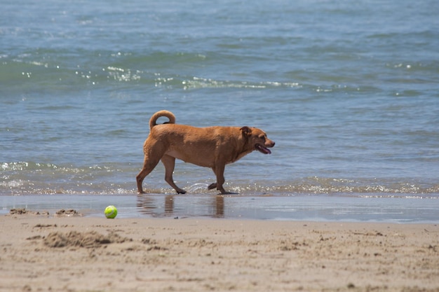 Pit bull shiba inu mix grający na psiej plaży